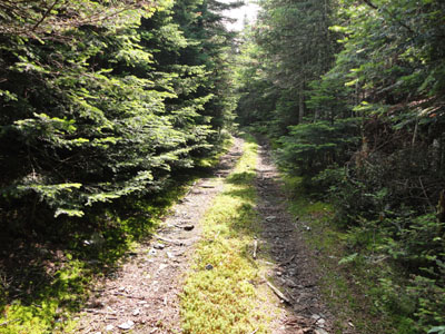 Looking up the ATV road on the way to the boundary swath