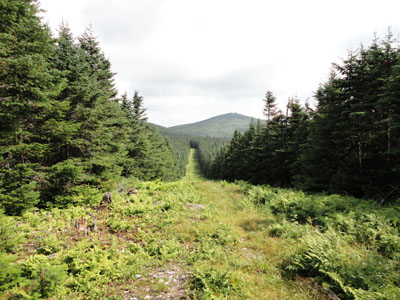 Looking toward Boundary Peak on the boundary swath