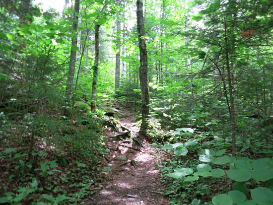 The lower Burnt Mountain Trail