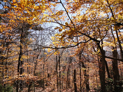 A lack of views from Butters Mountain - Click to enlarge