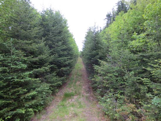 Looking up the logging road on the way to Caribou Mountain