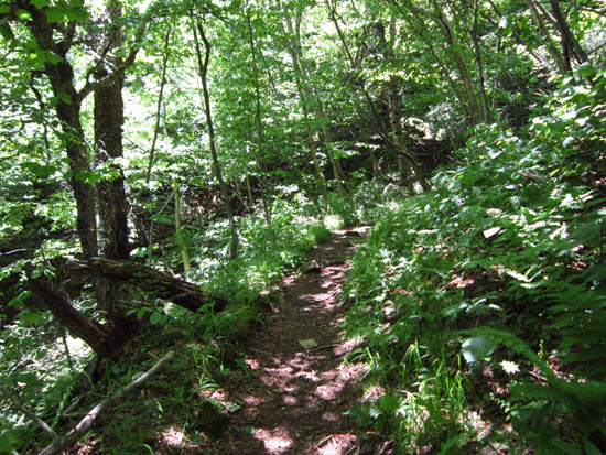 Looking up the Caribou Trail