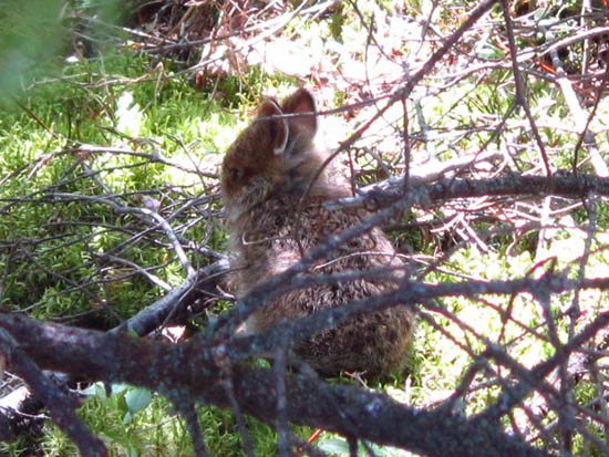 A baby bunny near the summit of Caribou Mountain