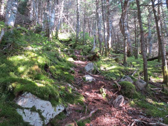 The upper portion of the trail to Coburn Mountain