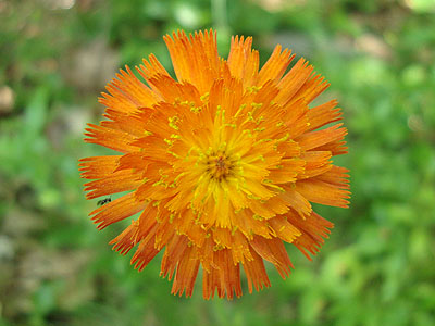 Hawkweed along the Ledges Trail
