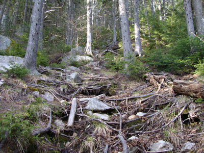 Looking up the Royce Trail