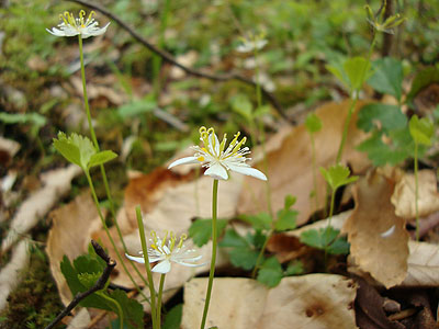 Wildflowers on the Laughing Lion Trail