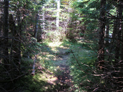 The grown in Mt. Coe Trail between Mt. Coe and South Brother