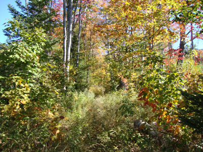 Looking up the Goose Eye Trail