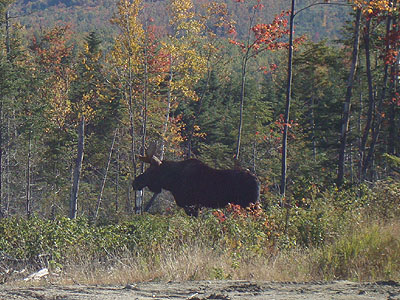 A bull moose near Success Pond Road