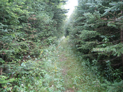 The logging road on the way to the col