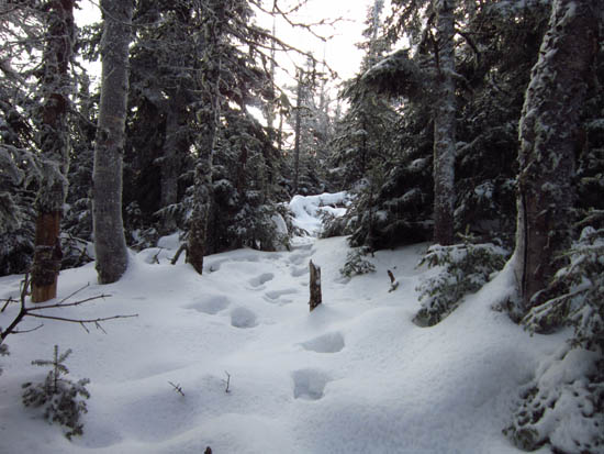 Following moose tracks to Kennebago Divide