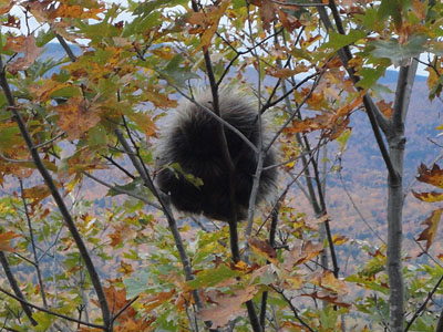 A porcupine on the Ledges Trail