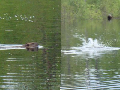 A beaver making a splash near the beginning of the Conant Trail