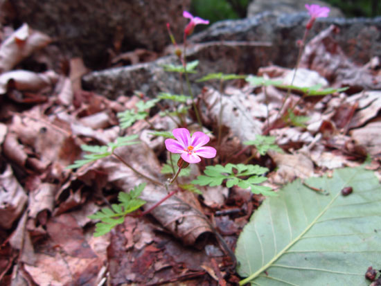 Wildflowers on the Perpendicular Trail