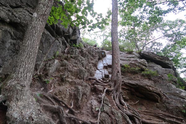 Looking up the Mt. Battie Trail