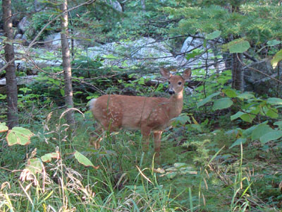 A deer along the Chimney Pond Trail