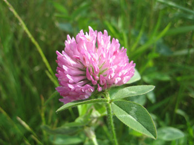Red clover along the maze of logging roads from Mt. Redington