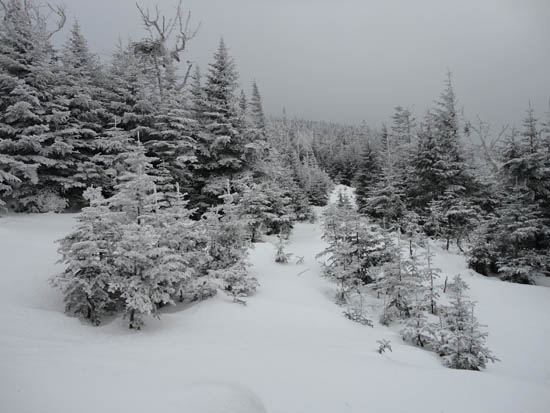 The logged area crossed via the herd path to Mt. Redington