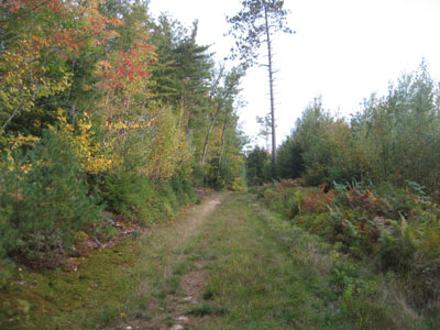 Looking up the Mt. Tom Trail