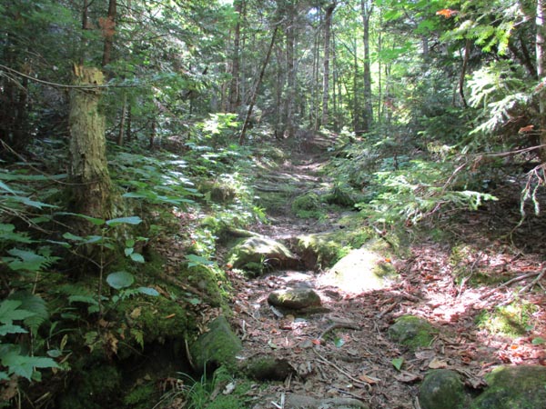 Looking up the Mt. Zircon Trail