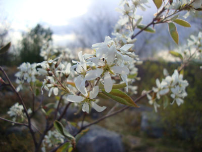 A shrub in bloom on the way up Picket Mountain