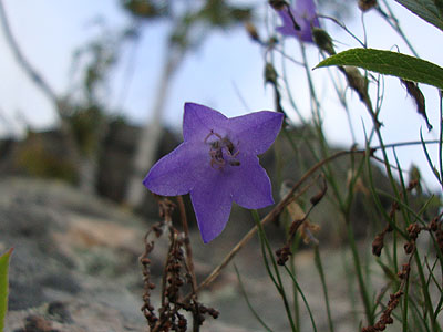 Creeping Bellflower? near the summit of Pleasant Mountain