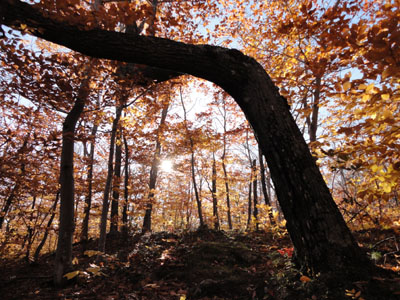 The Miles Notch Trail on the way to Hut Road