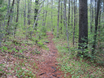 Looking up the north branch of the Roost Trail