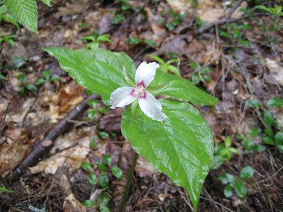 A painted trillium on the Roost Trail