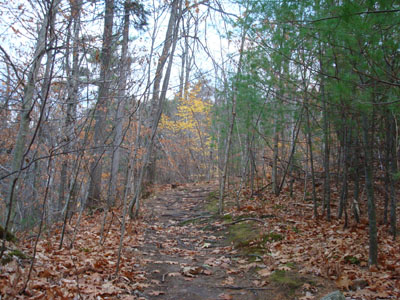 Looking up the trail