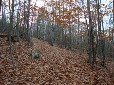 Looking up the trail