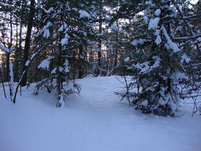 Looking up the trail