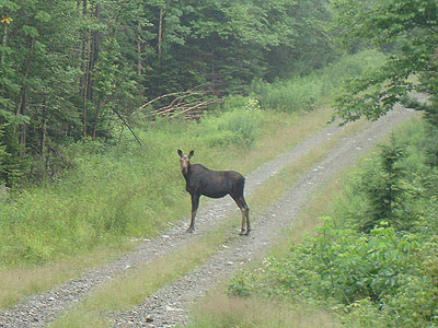 One of the locals out for a stroll