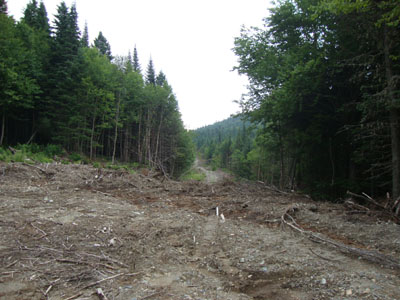 The beginning of the logging road walk