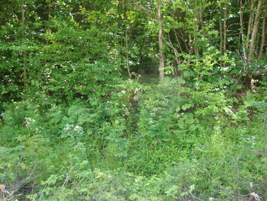 The beginning of the bushwhack
