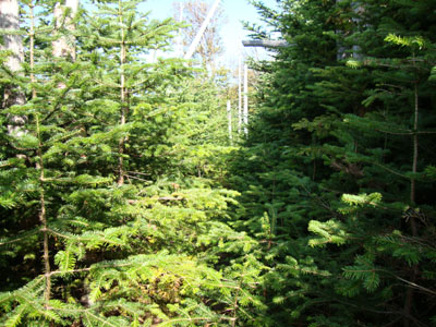 The grown in Mt. Coe Trail between Mt. Coe and South Brother