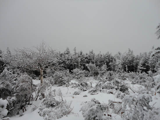 No views in light snow flurries on South Crocker Mountain - Click to enlarge