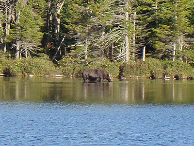 A moose in Sandy Stream Pond