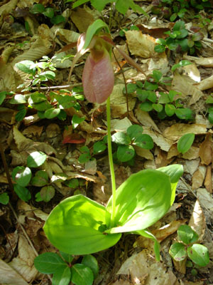 A ladyslipper along the Cold Brook Trail