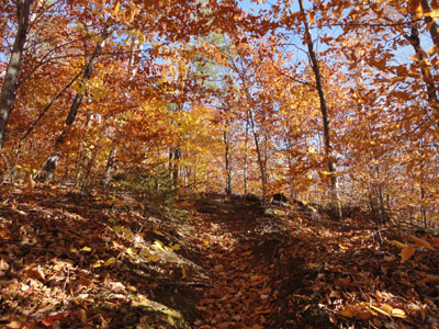 Looking up the Cold Brook Trail on the way to Speckled Mountain