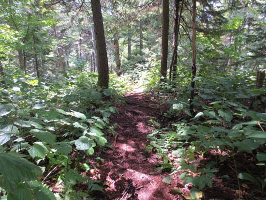 The Grafton Loop Trail on the way to Sunday River Whitecap