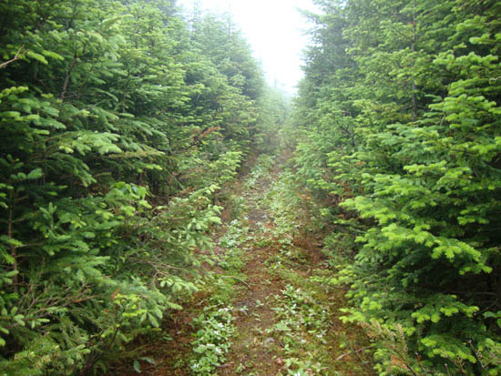 The logging road on the way to White Cap Mountain