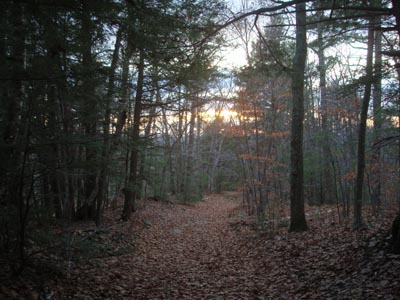 Looking down the woods road to Wiggin Mountain