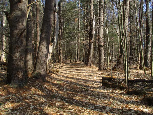 A trail to the Goodnow Hill viewpoint