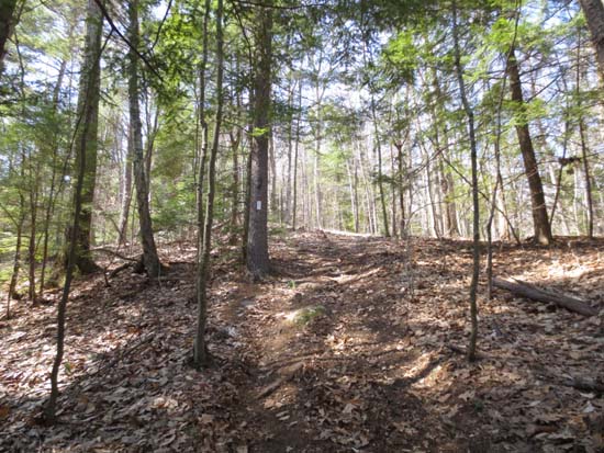 Metacomet-Monadnock Trail to Little Mt. Grace summit