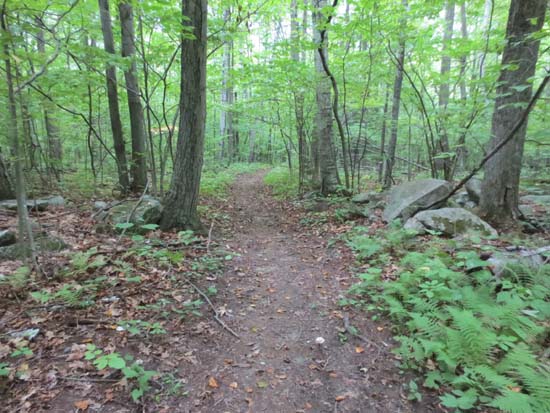 The lower Fire Tower Trail