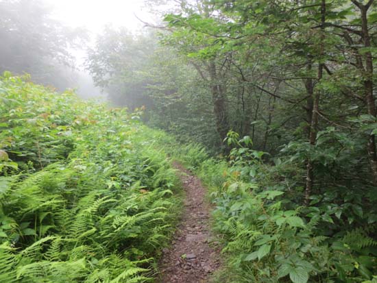 The Appalachian Trail on the way to Mt. Fitch