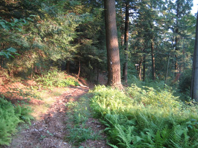 Metacomet-Monadnock Trail to Mt. Grace summit