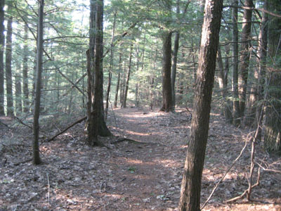 Metacomet-Monadnock Trail near Little Mt. Grace